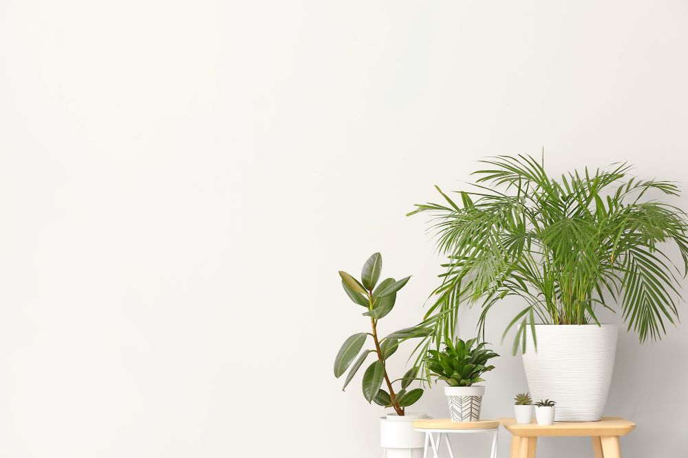 コラムを更新しました（『観葉植物を取り入れたインテリアデザインのポイント』）