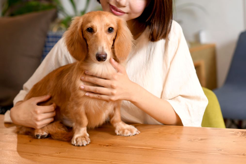 コラムを更新しました（『愛犬との暮らしをもっと楽しく！家づくりの工夫とアイデア』）