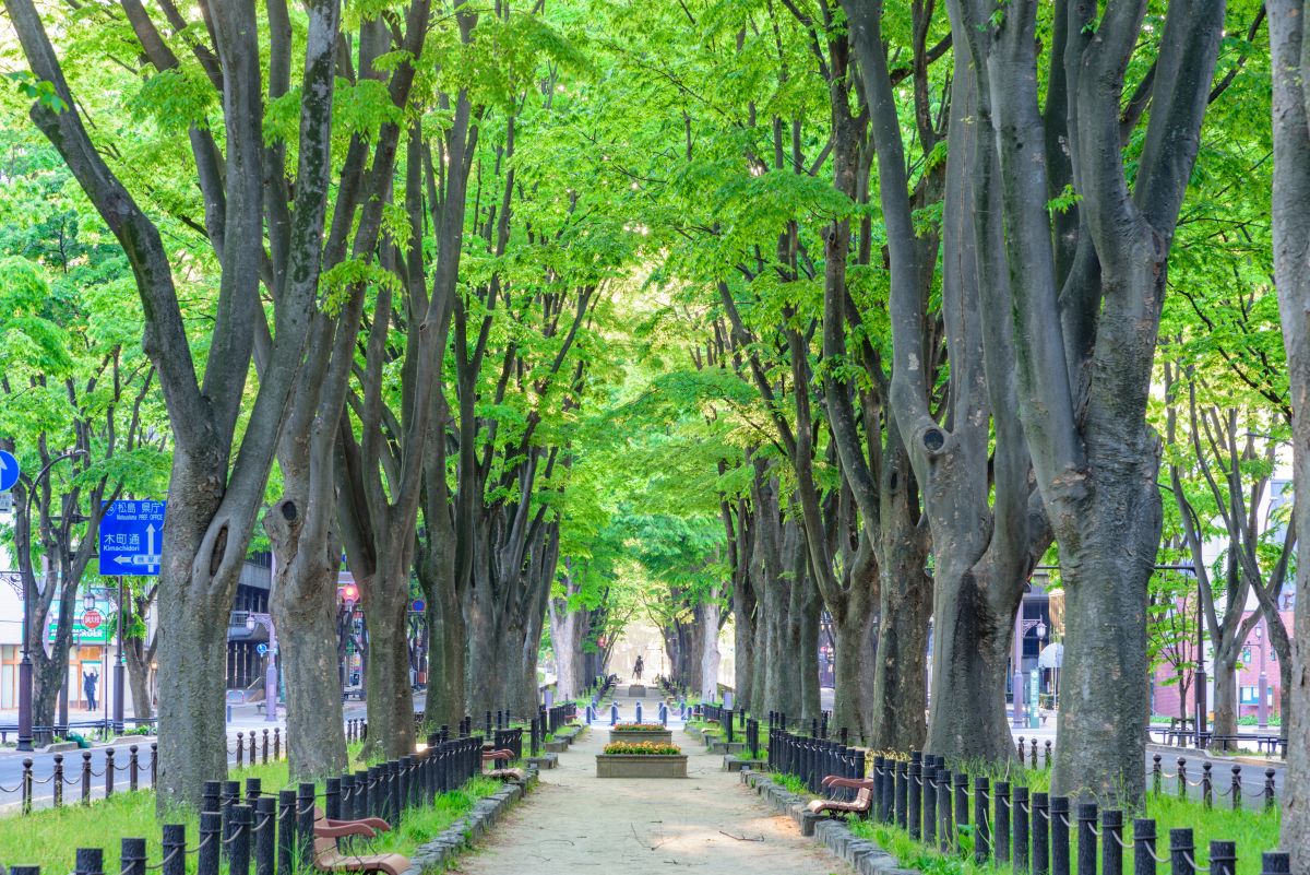 鮮やかな新緑の葉が生い茂る定禅寺通り。中央の遊歩道の両脇にはベンチが並び、奥へと続いている。